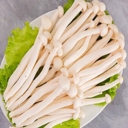 Nấm hải sản Nấm hải sản